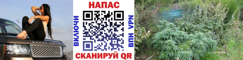 сайты даркнета как зайти  ссылка на мегу маркетплейс  МАРИХУАНА сатива  Мантурово  где купить наркотик 